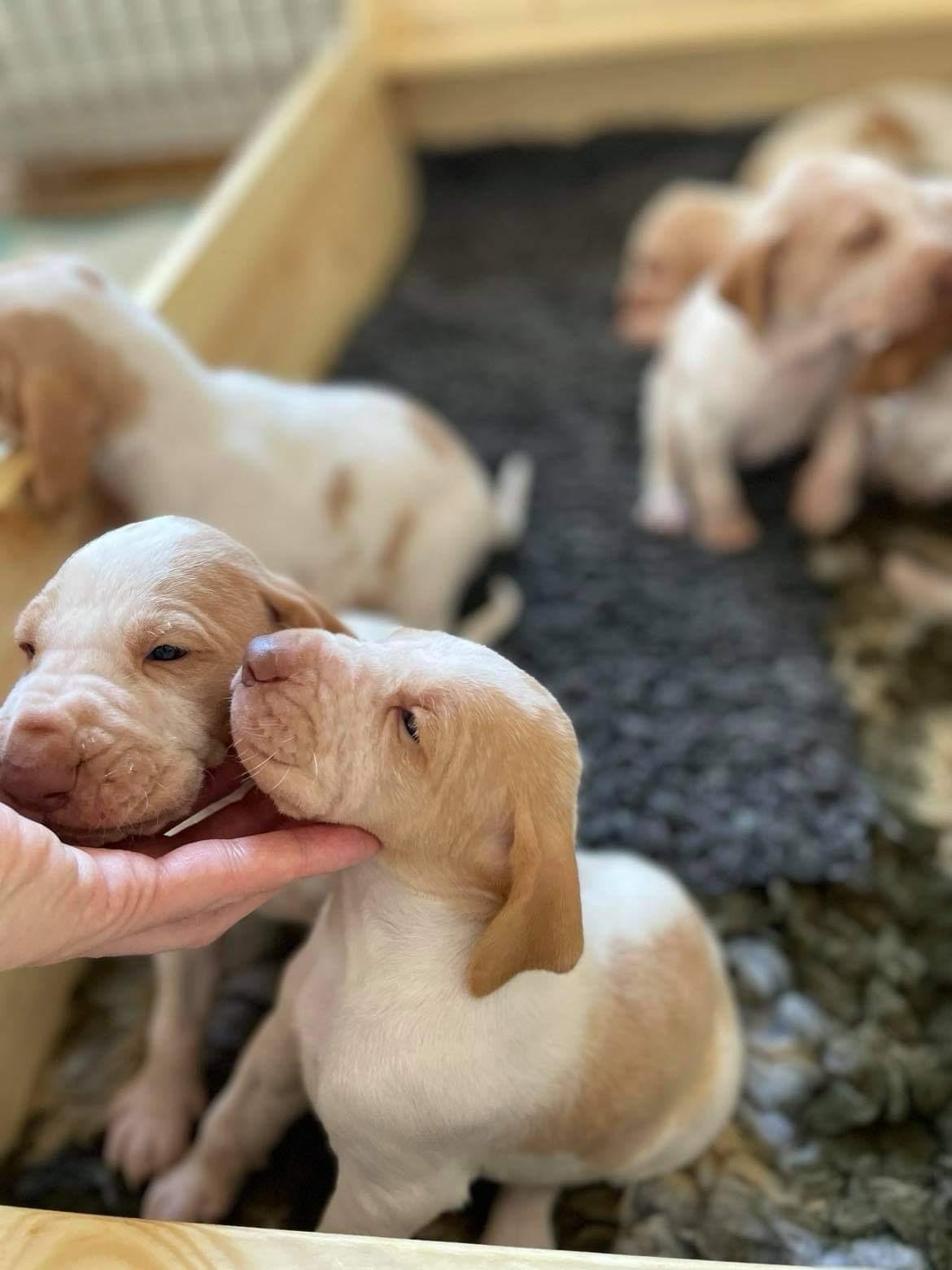 The Bracco Italiano - royalstreetrovers.com
